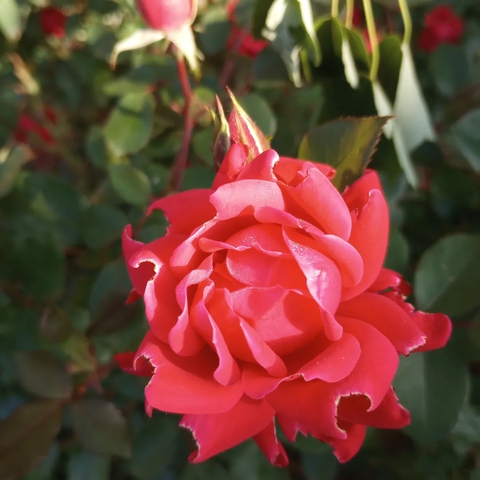 tapety flowers, flower