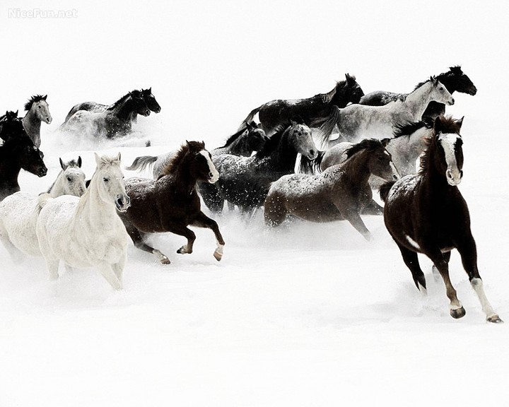 Running Horses