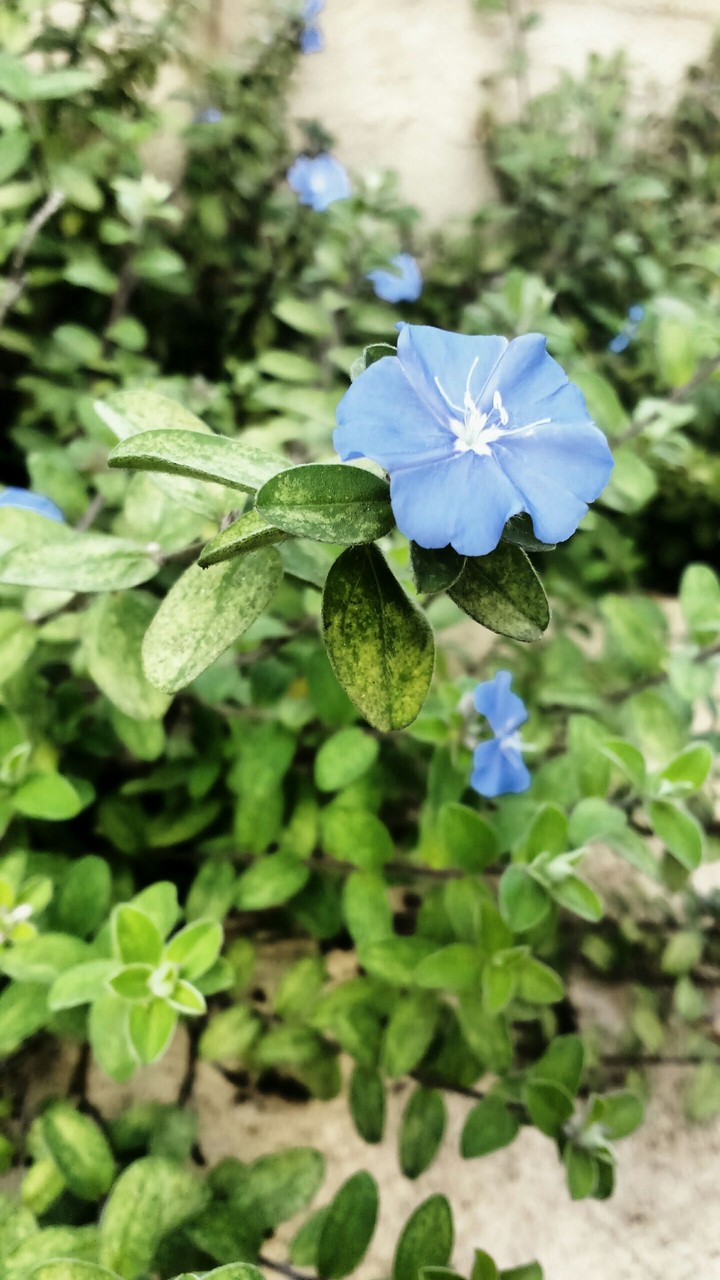 Beautiful flower