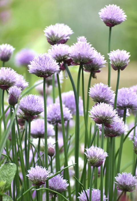 amaryllidaceae, herb wallpapers