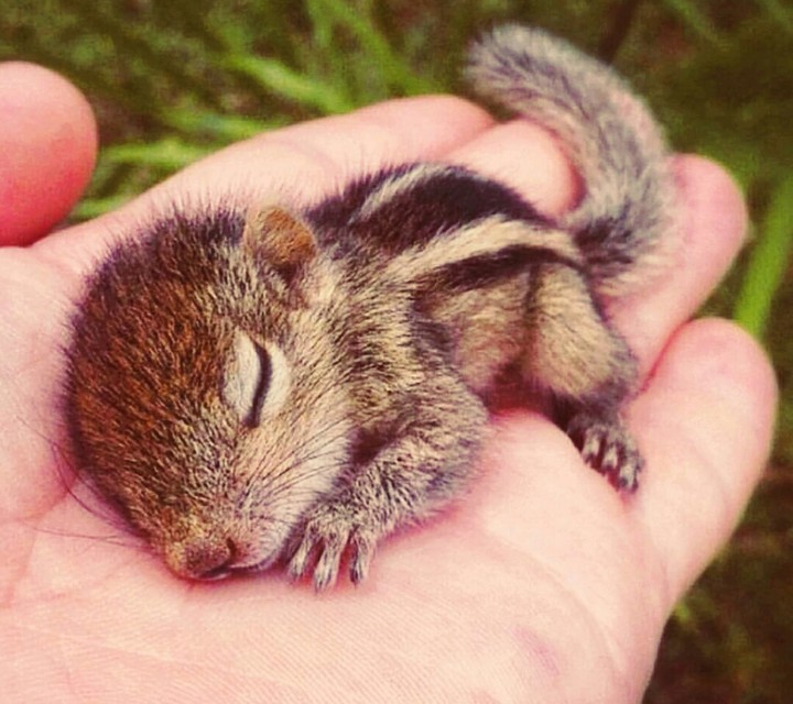 sweety