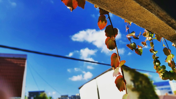 Autumn leafs