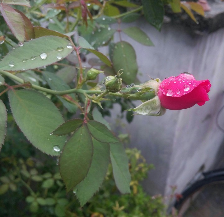 Beauty of the rose