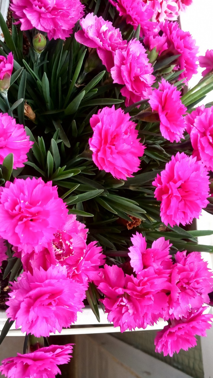 flower