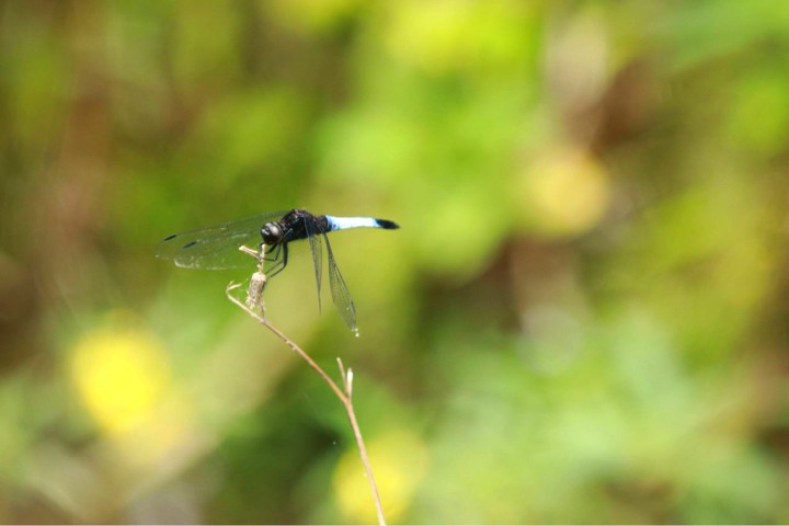 蜻蜓