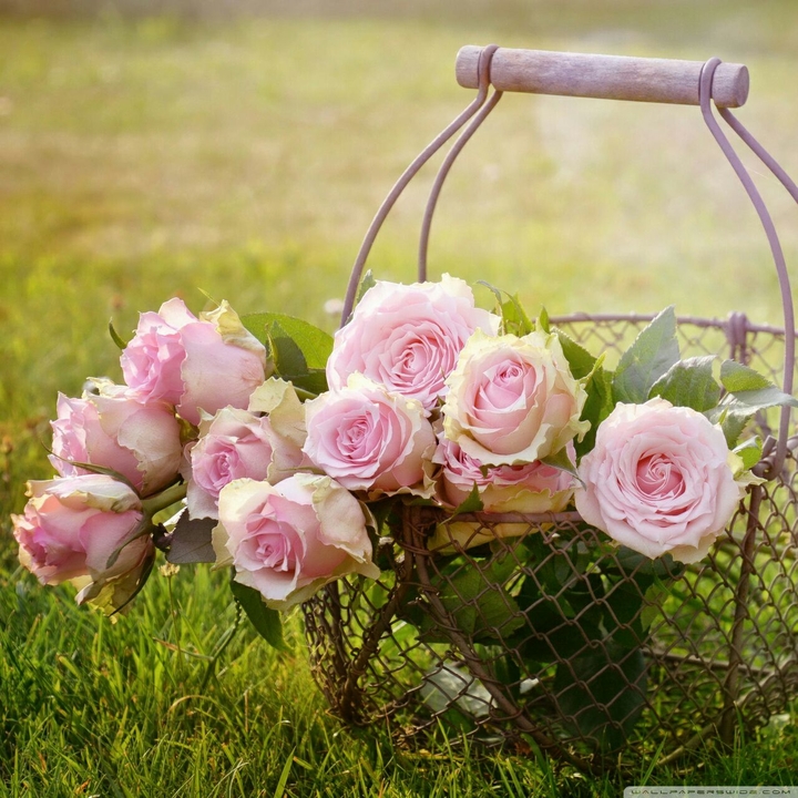 flower basket!