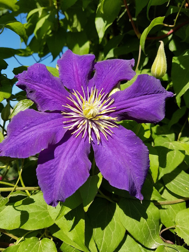 clematis