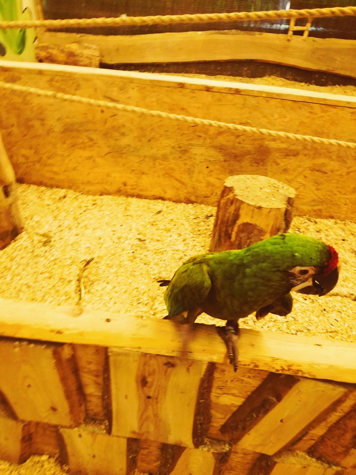 papugi