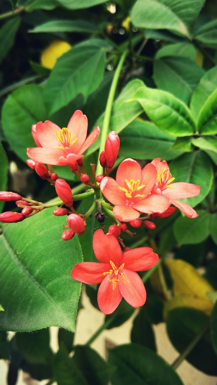 Red Garden Flowers
