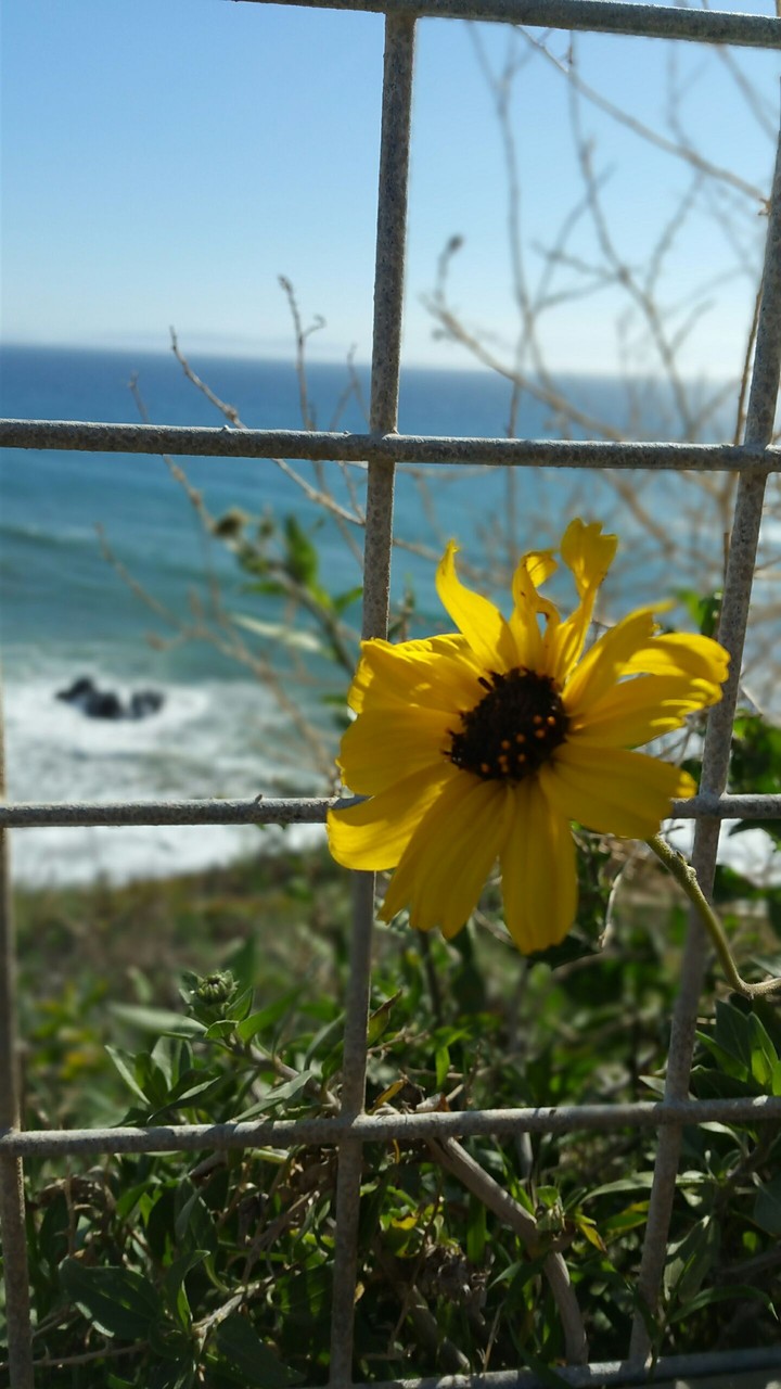 Yellow Sunflower