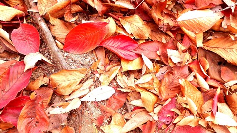 tapety Orange, red