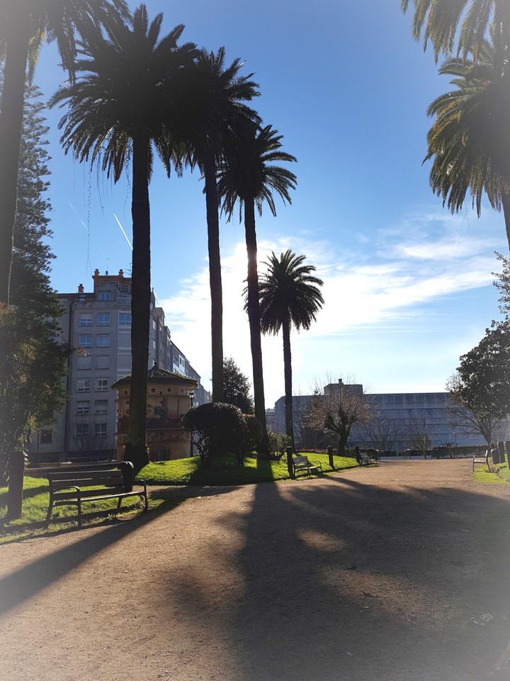 Palm trees
