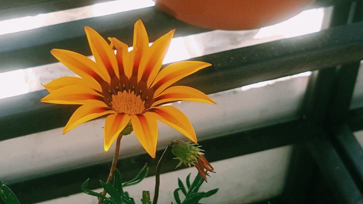 Flower~
