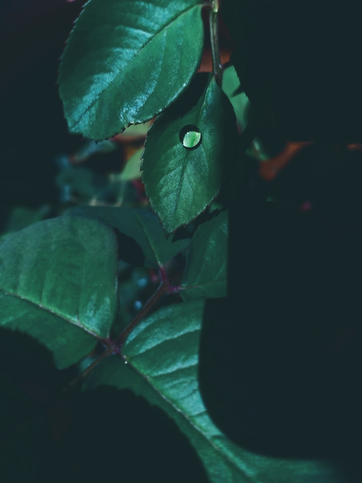 A single drop