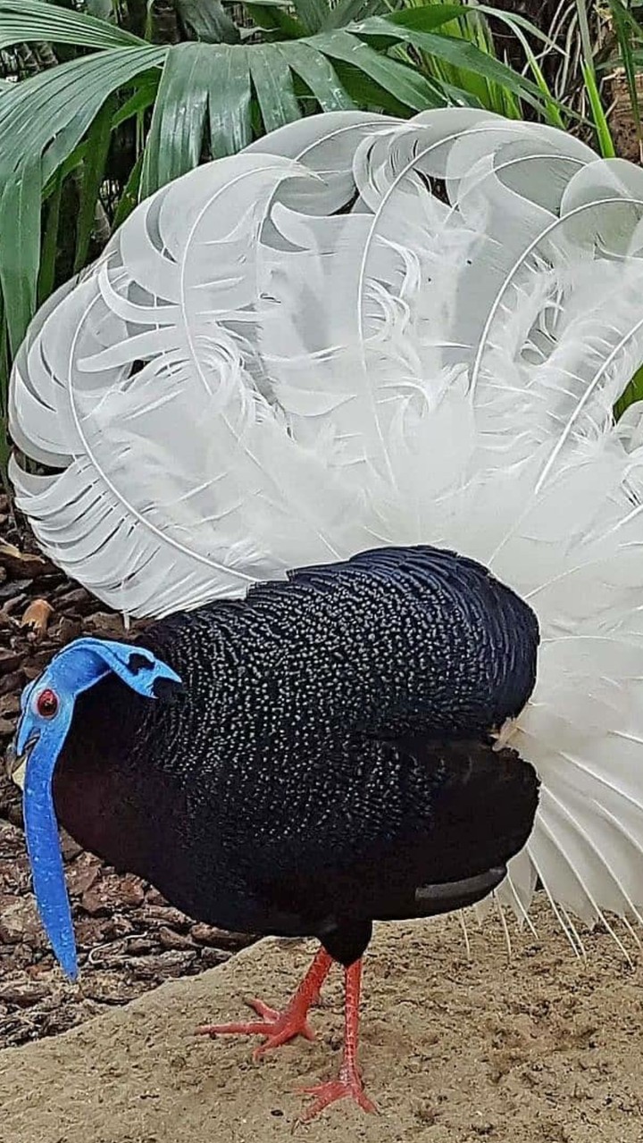 white and black bird..