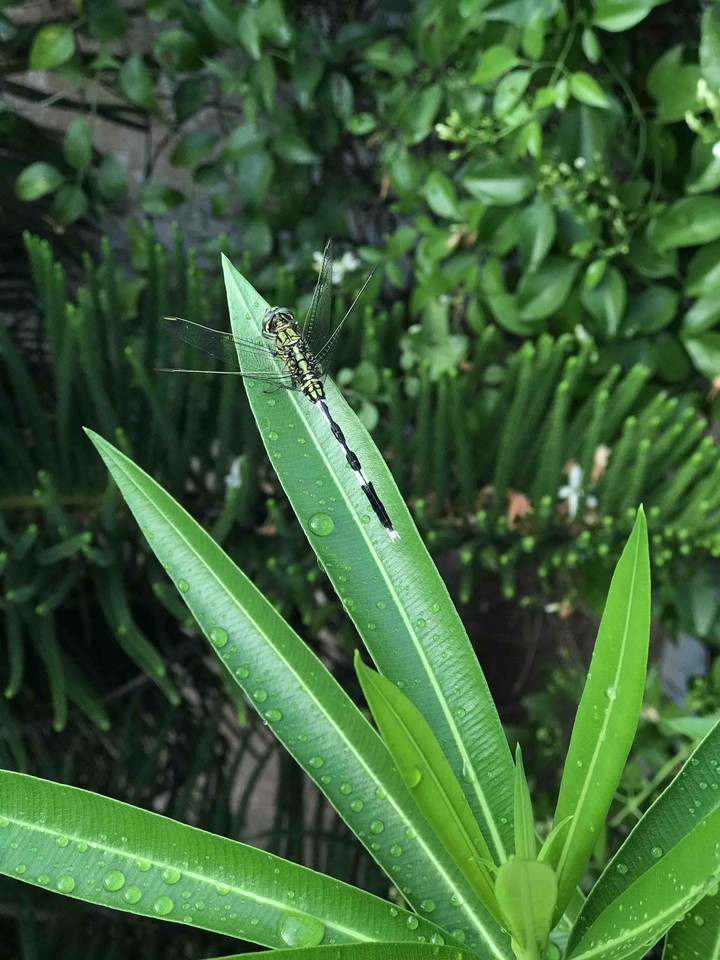 green love ?