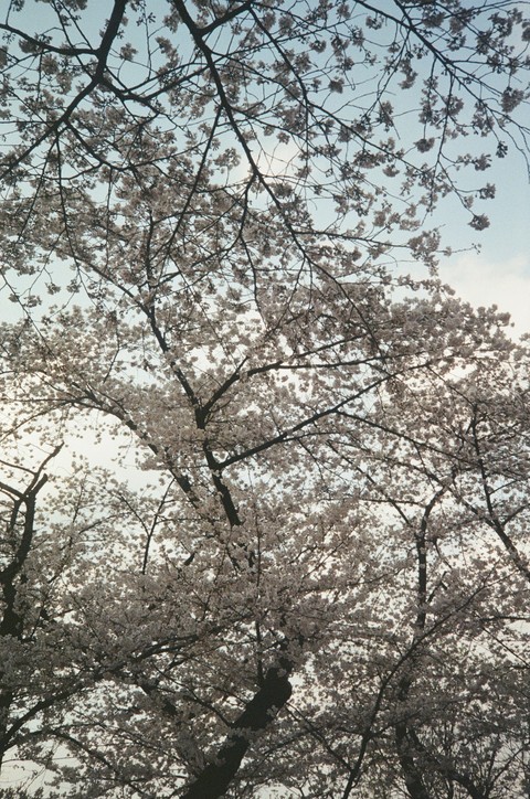 fonds d'écran prunus, trunk