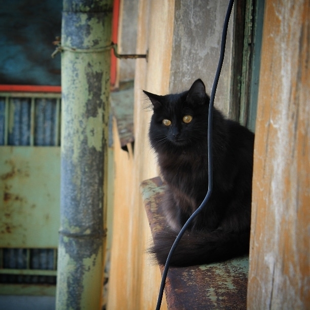 кот