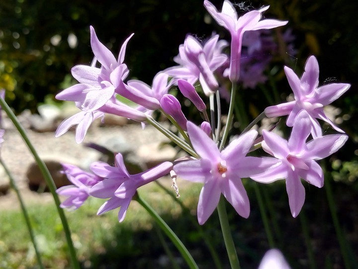 flores lilas