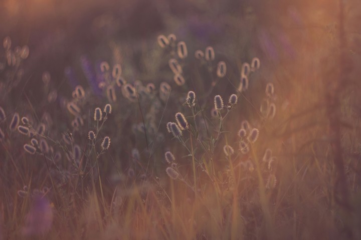 Wild flower