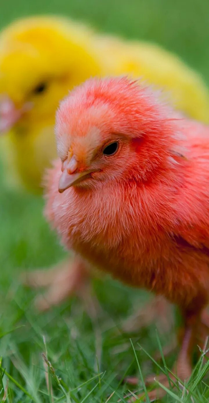 bird
