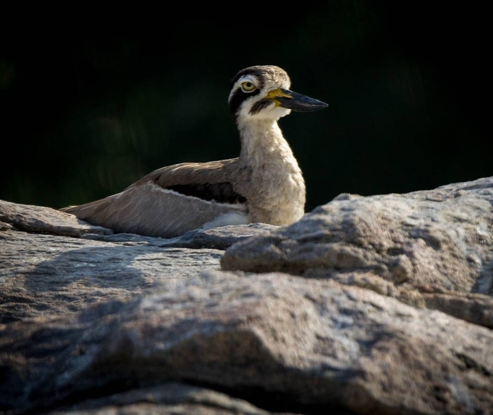Watchful eyes