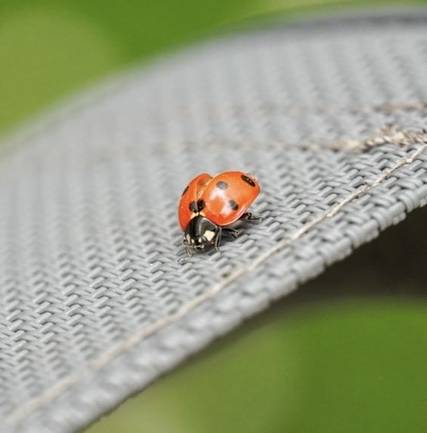 parasitism, arthropod háttérképek