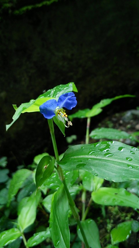 月草