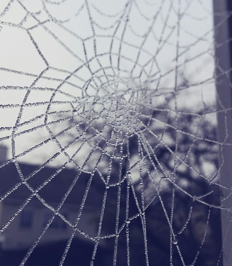 Spiderweb