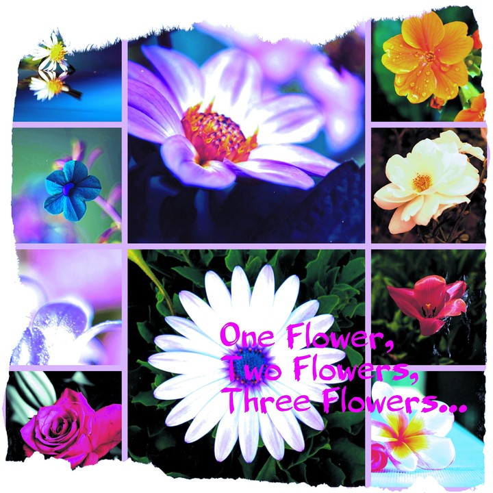 One, Two,  Three Flowers