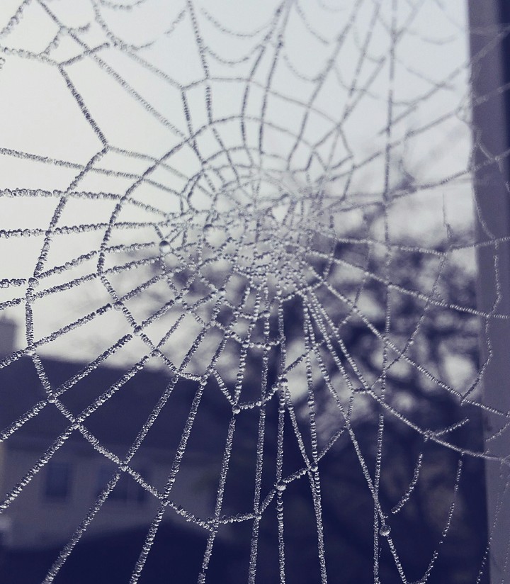 Spiderweb