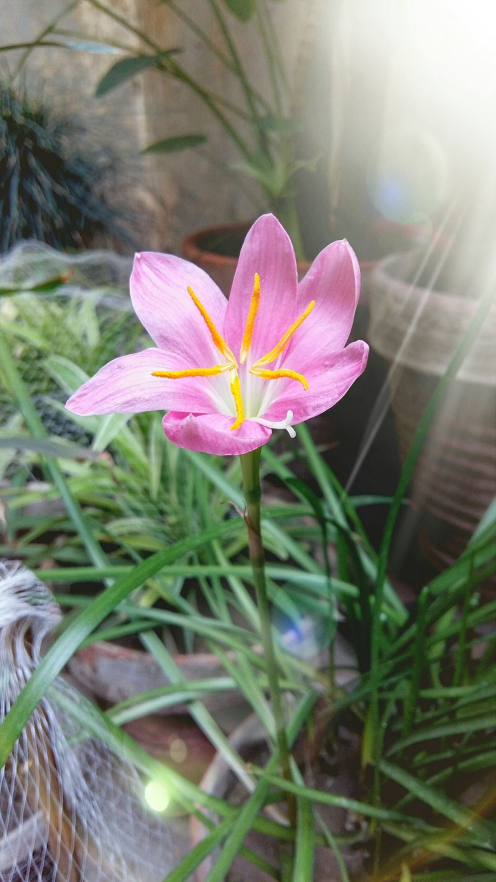 Narcissus