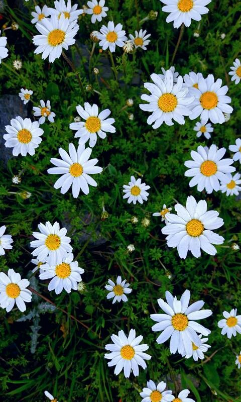 fliwers