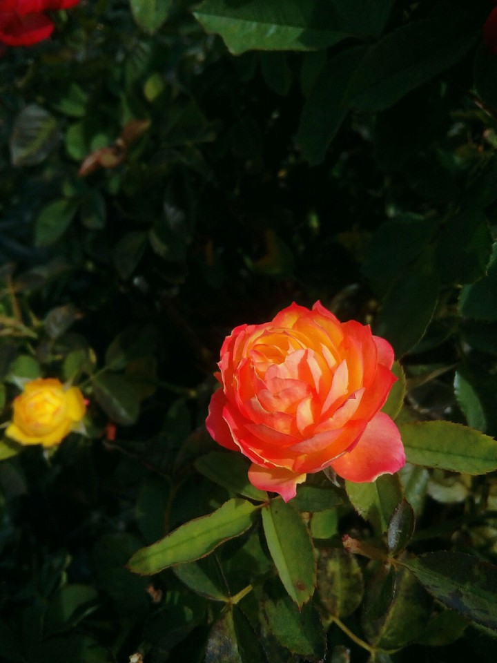 Them tiny sunset roses