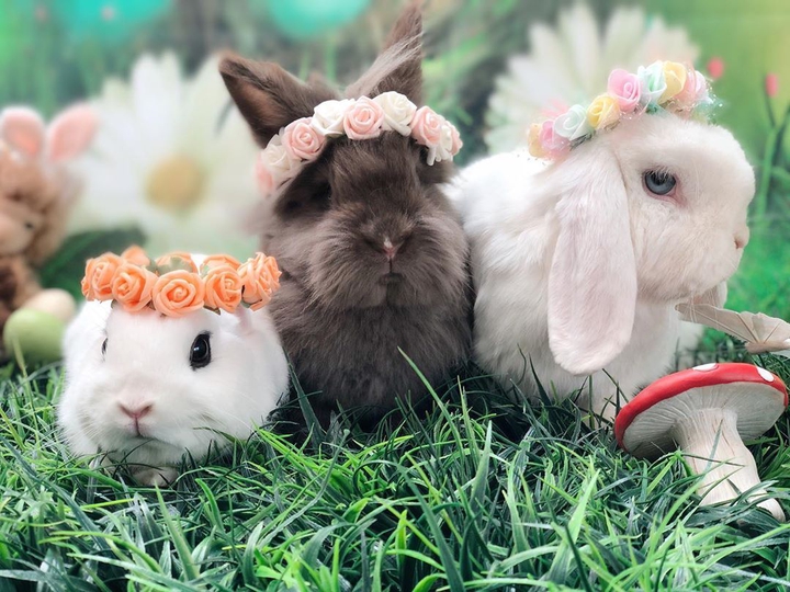 rabbits