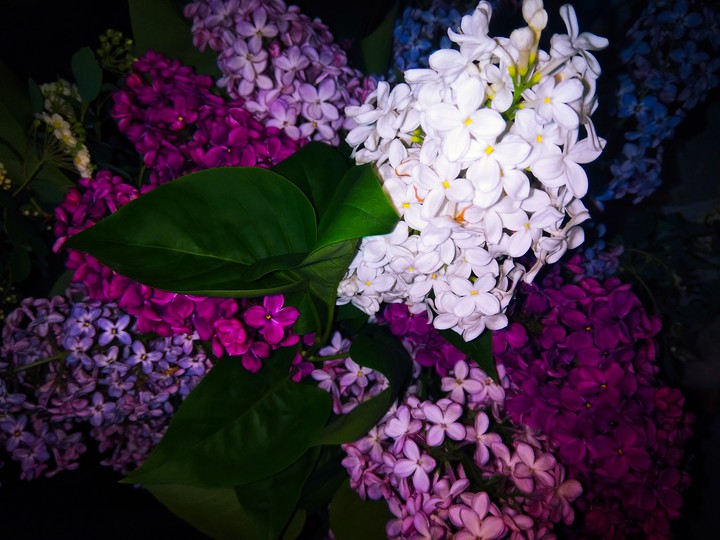 blossom