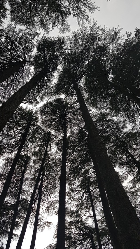 deodar