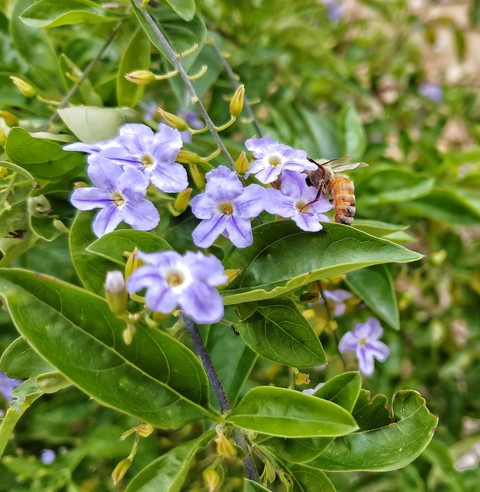 flowers and the bee