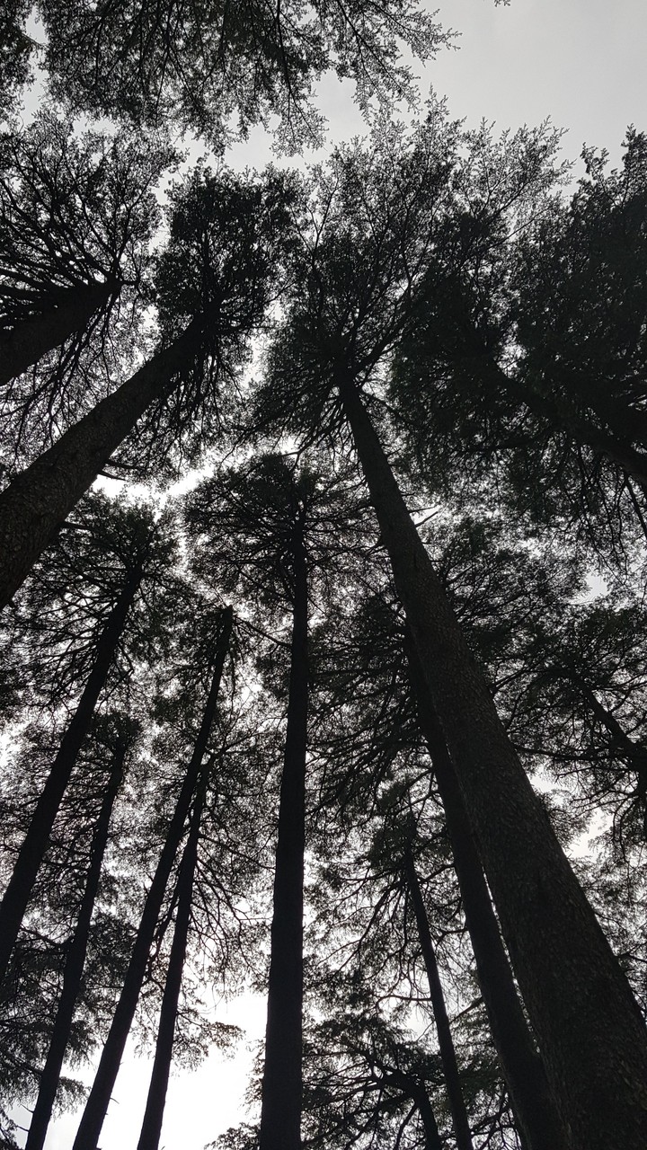 deodar