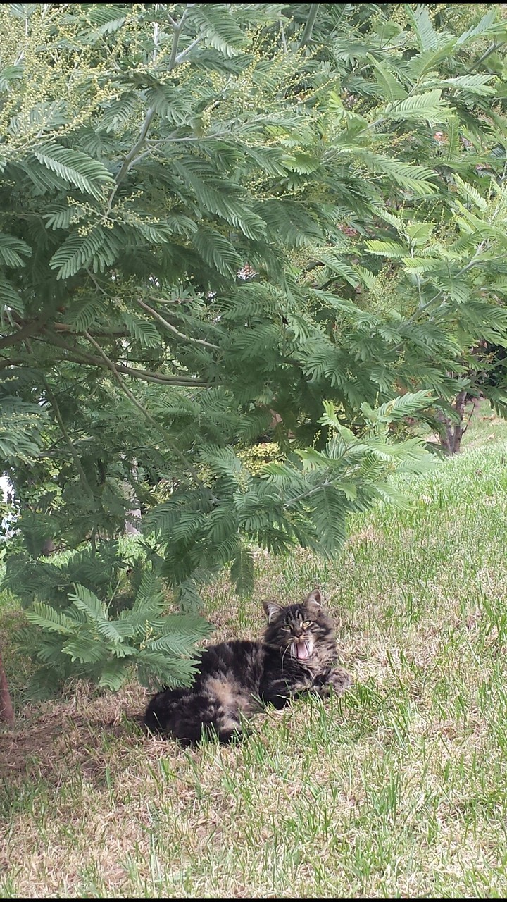 cat