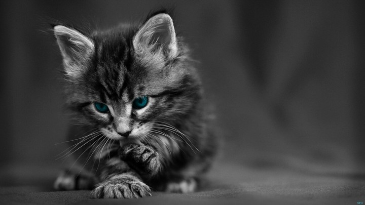 Cute kitten ^…^