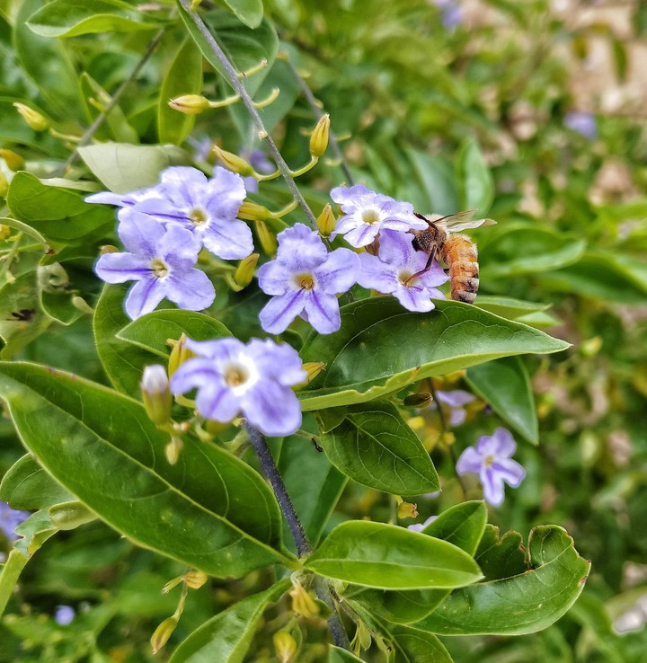 flowers and the bee