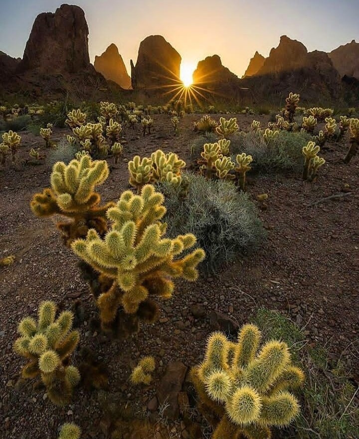 cactus