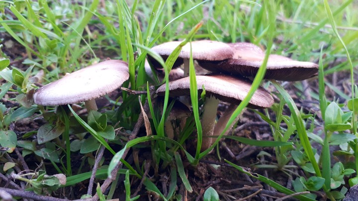 Landscape mushroom photography