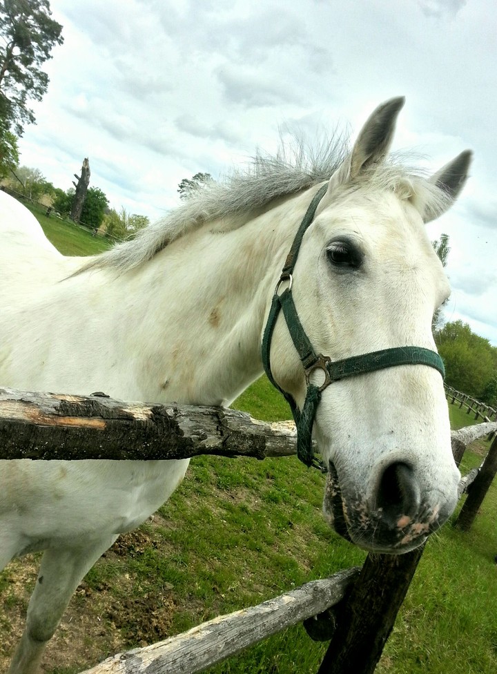 horse