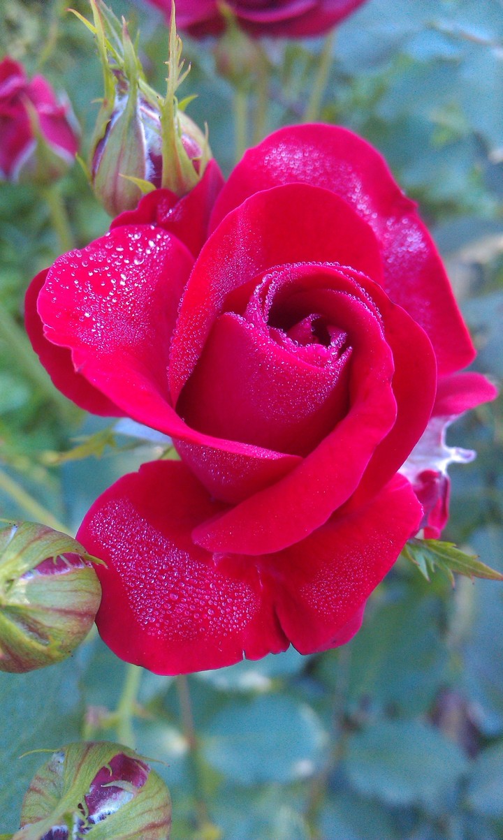 Morning red rose