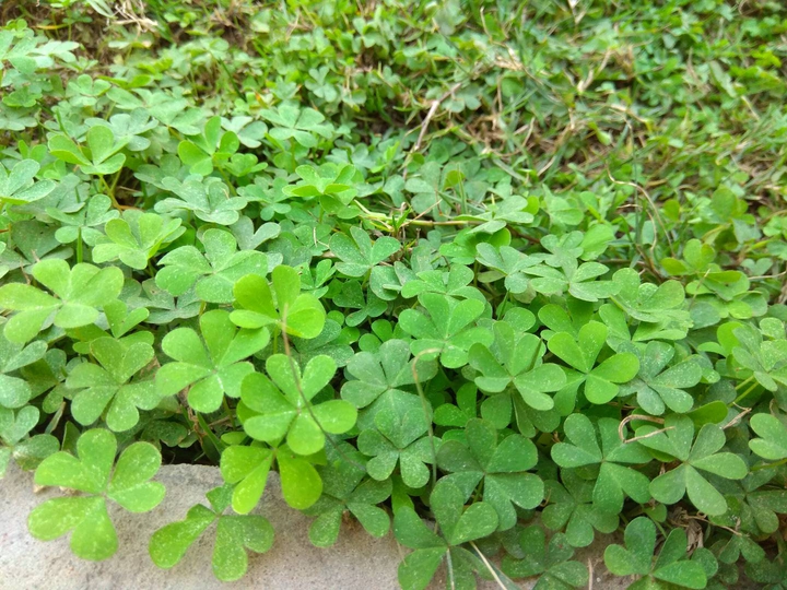 lucky grass