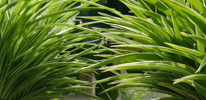 plants