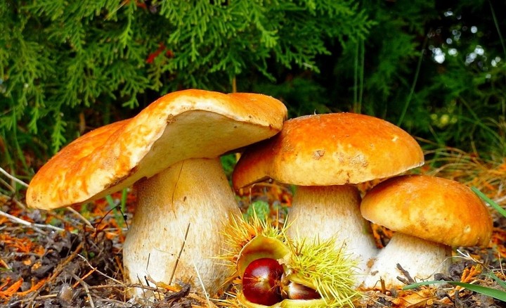 Mushroom Trio