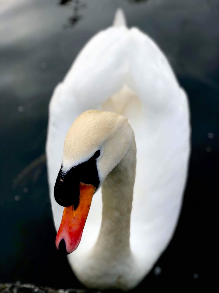 A lone Swan